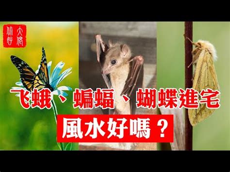 家裡有蛾代表|家中飛蛾暗示什麼？專家解析